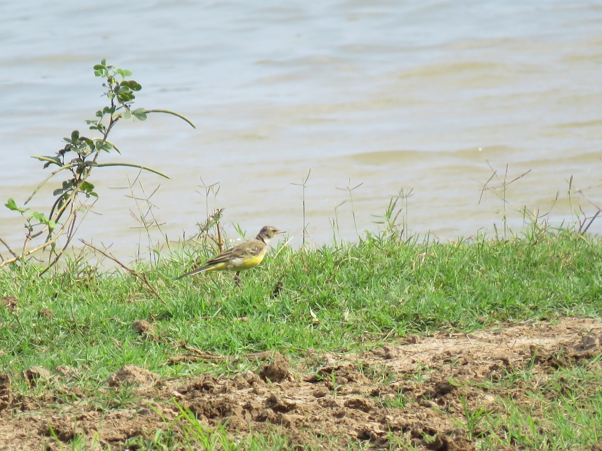 Western/Eastern Yellow Wagtail - Douglas Ball