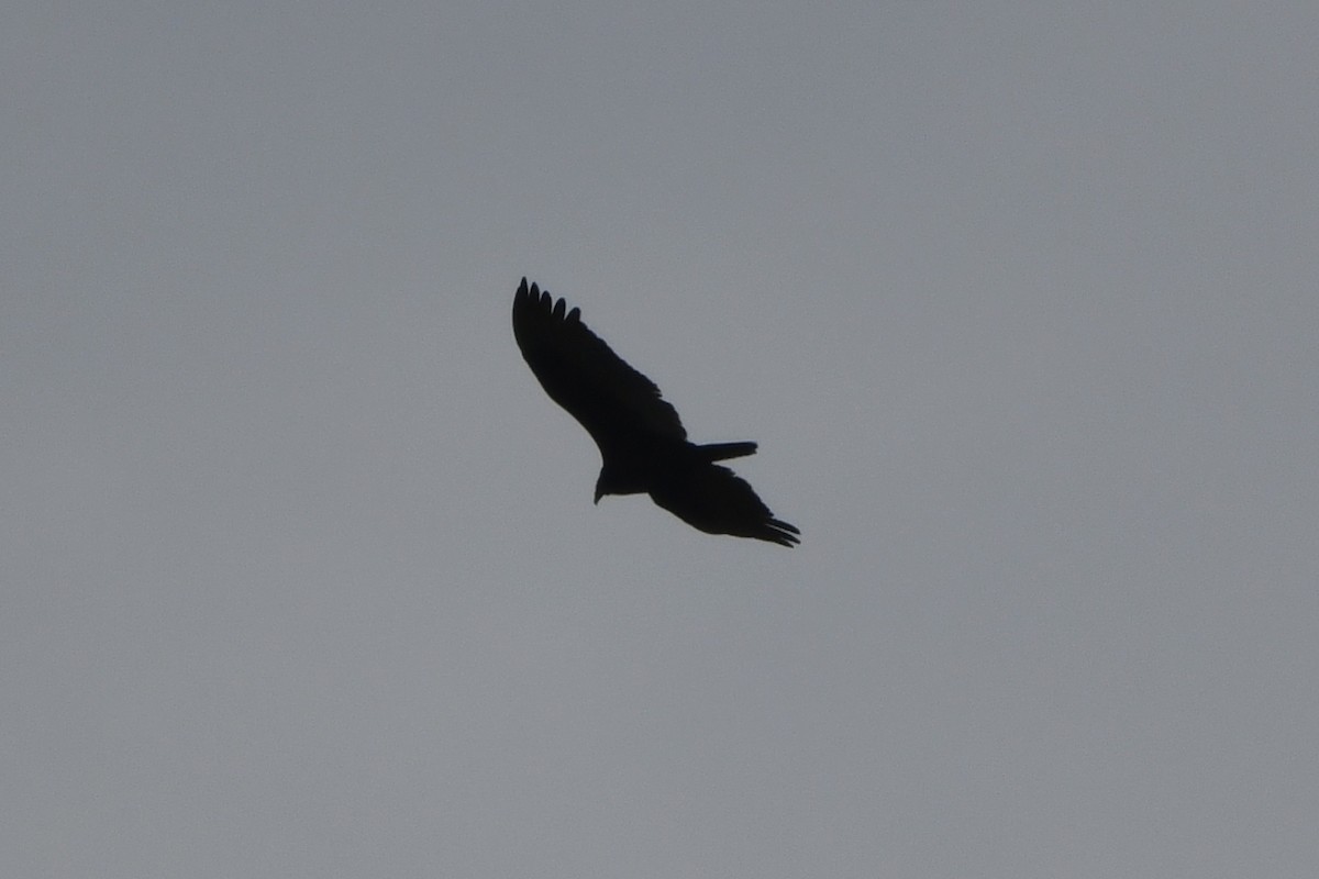 Turkey Vulture - ML91976461