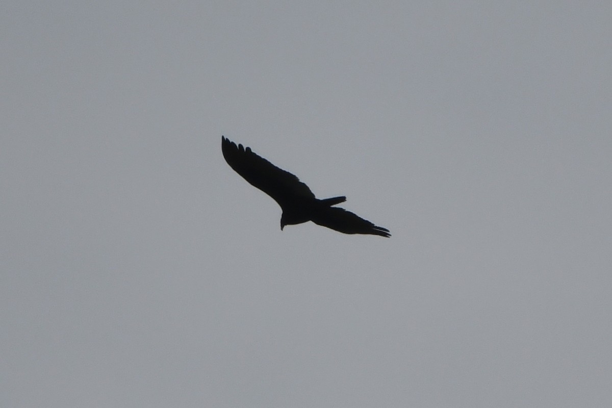 Turkey Vulture - ML91976471