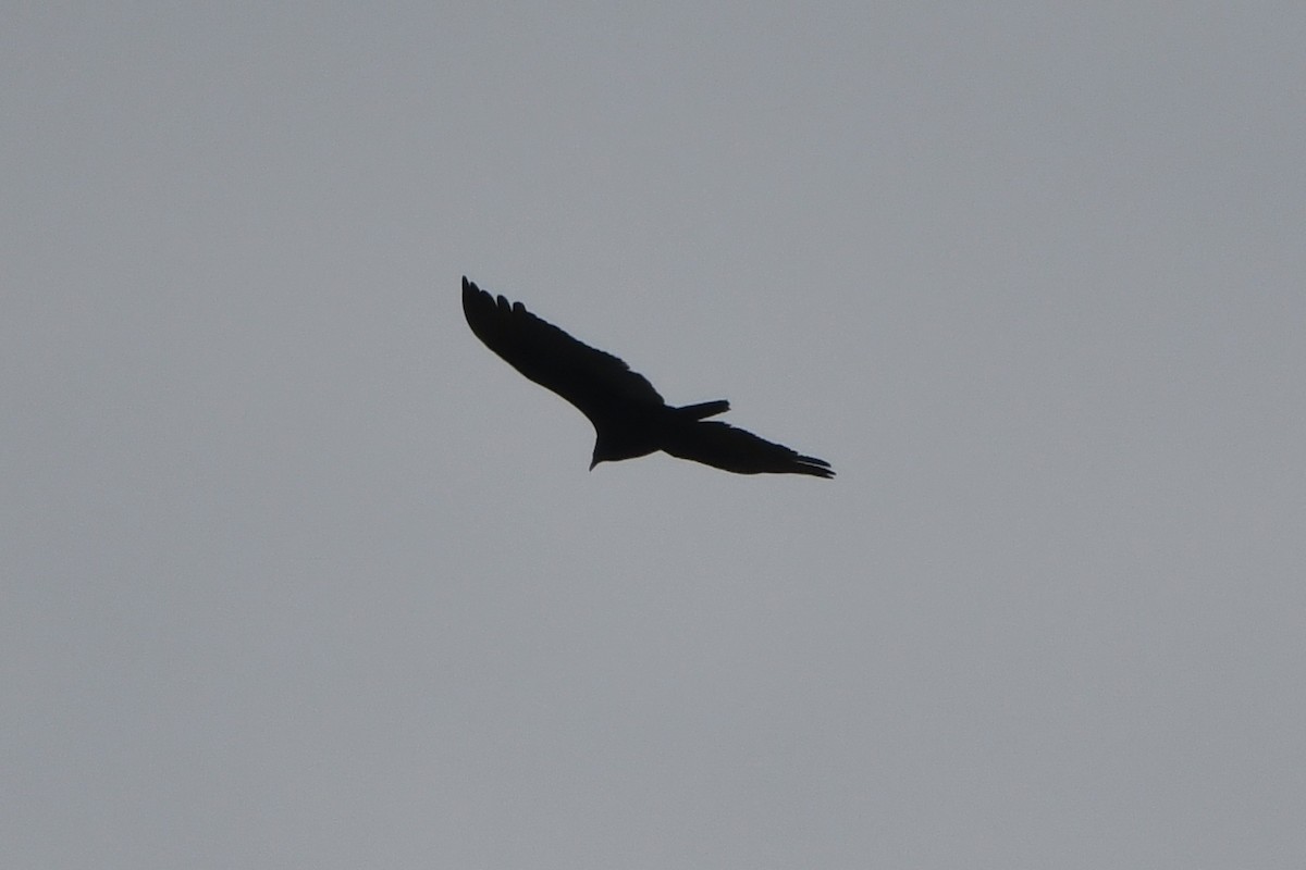 Turkey Vulture - ML91976481