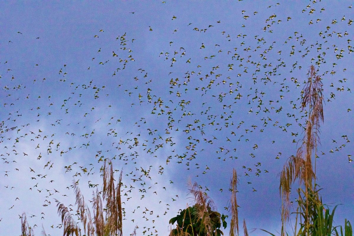 White-winged Parakeet - Ed Harper