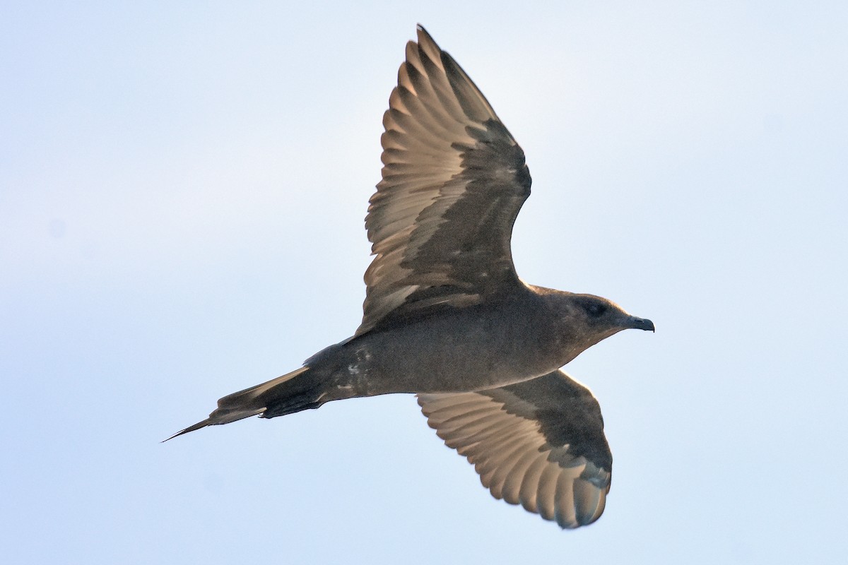 Parasitic Jaeger - Geoffrey Groom