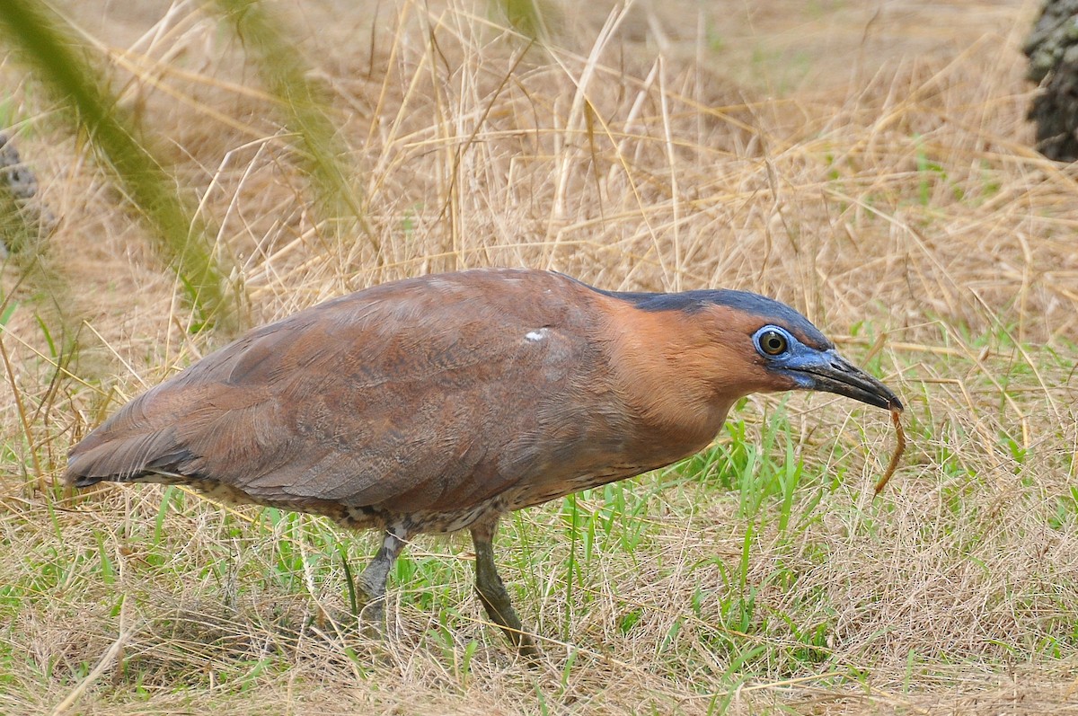 Malayan Night Heron - ML91978501