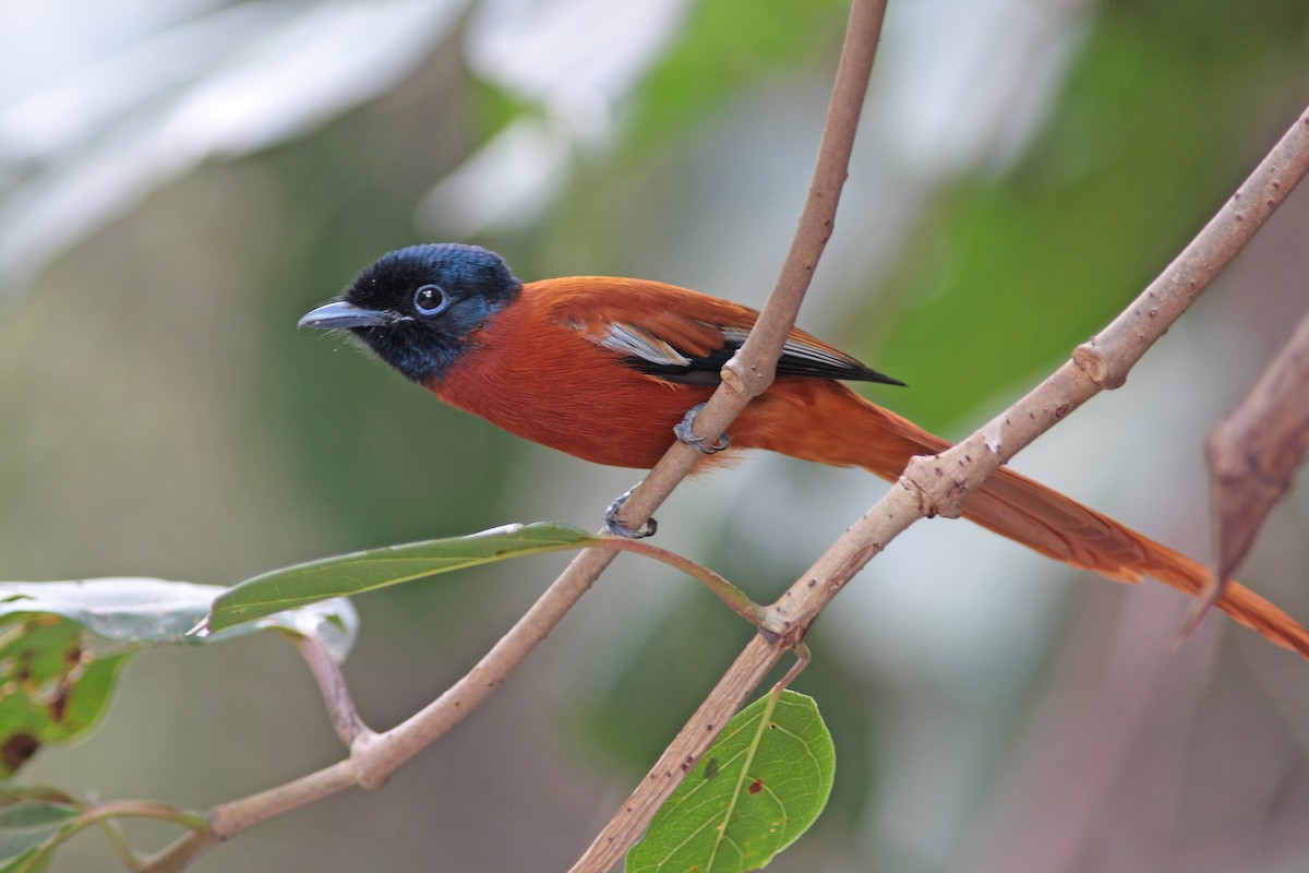 Black-headed Paradise-Flycatcher (Red-bellied) - ML91979741