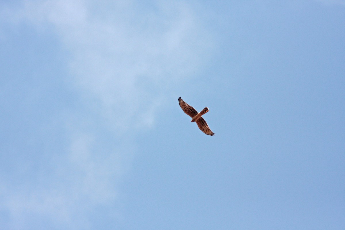 Montagu's Harrier - ML91980731