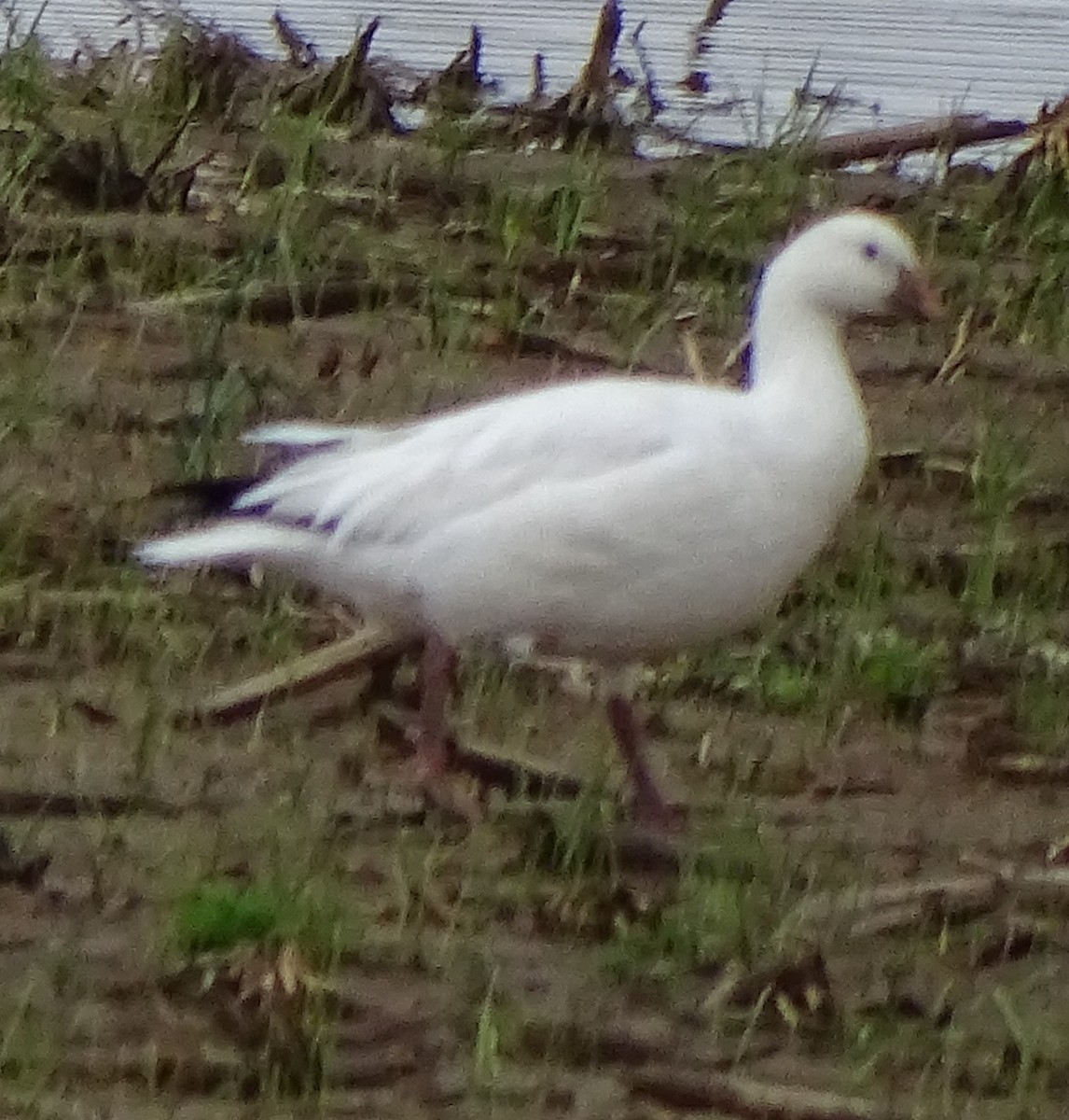 Ross's Goose - Wallace Rickman II