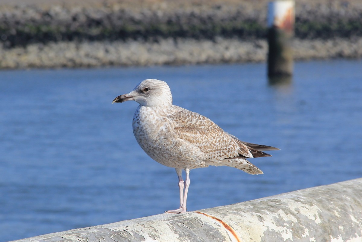 Herring Gull - Anthony  Popiel