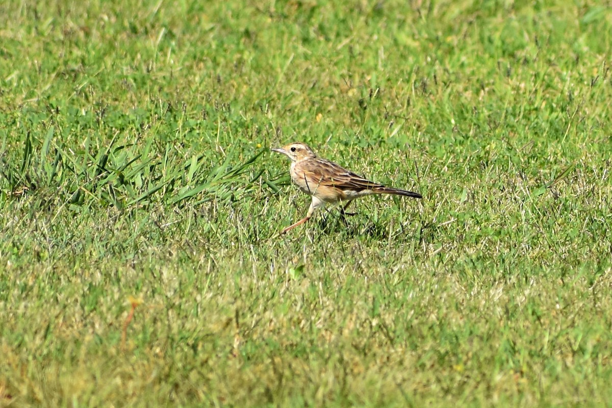 Australian Pipit - ML91982261
