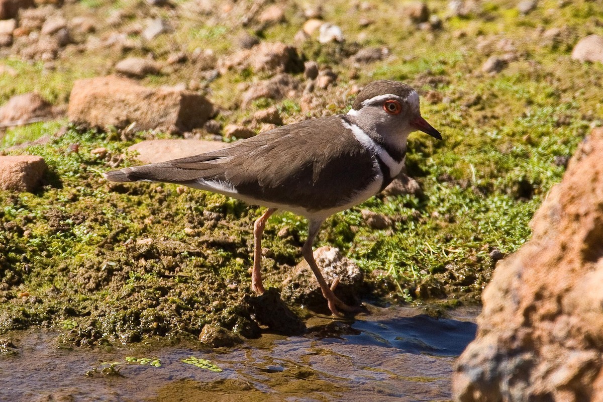 Three-banded Plover - Eric VanderWerf