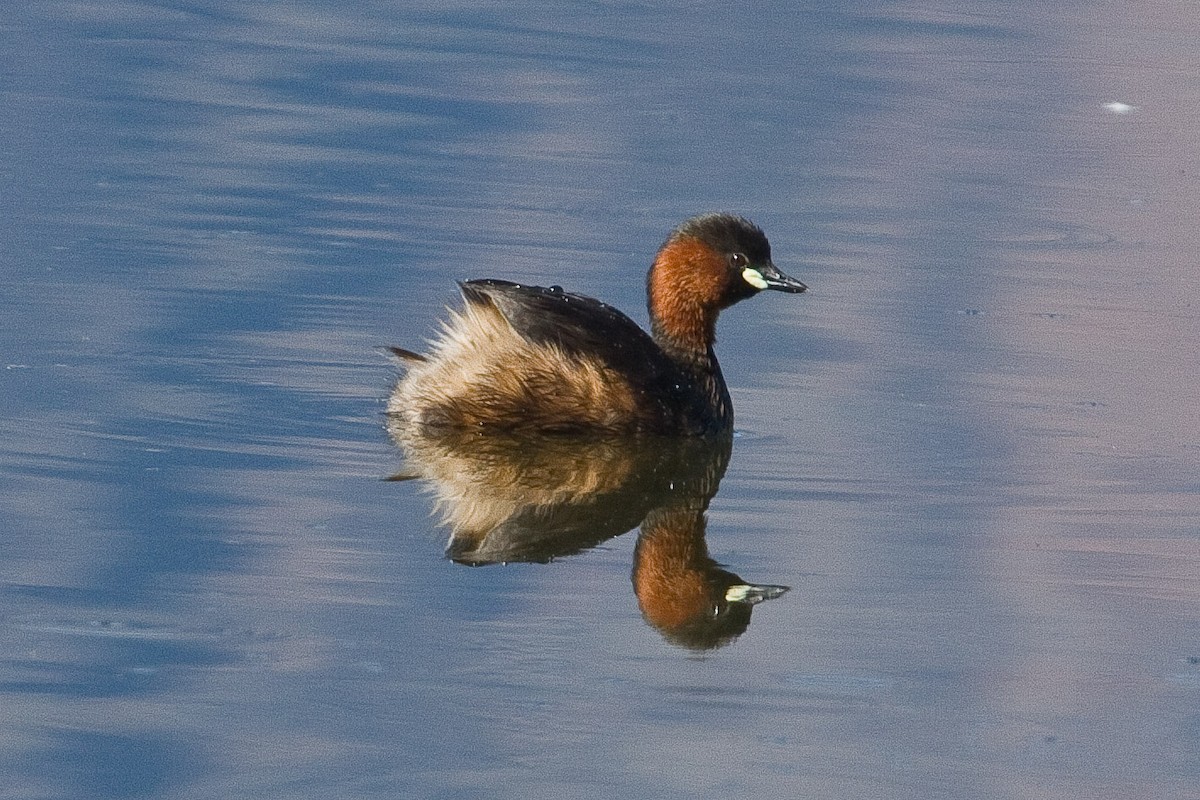 Little Grebe - ML91982571