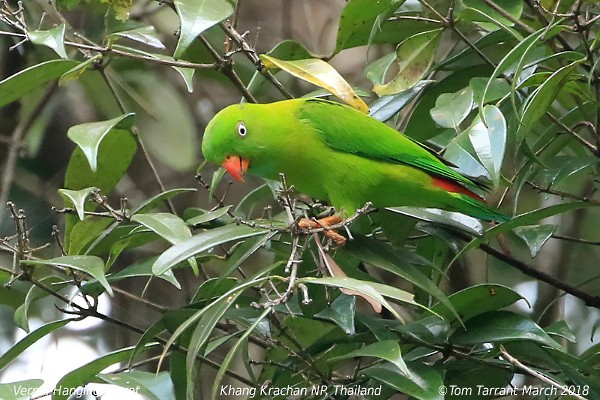 Vernal Hanging-Parrot - ML91983011