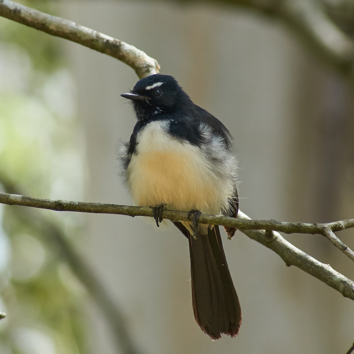 Willie-wagtail - ML91983321