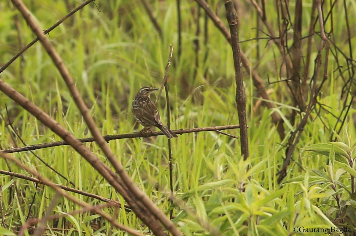 Rosy Pipit - Gaurang Bagda