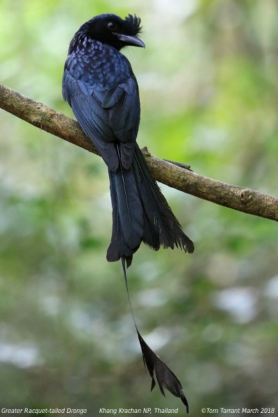 Greater Racket-tailed Drongo - ML91984701