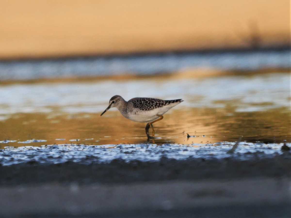 Wood Sandpiper - Dan Pendavingh