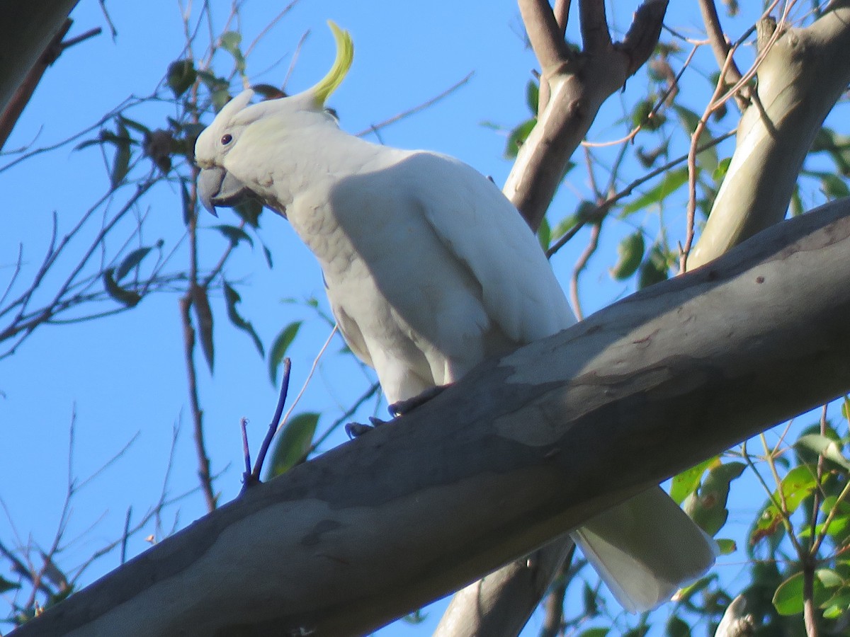 Sulphur-crested Cockatoo - ML91985441