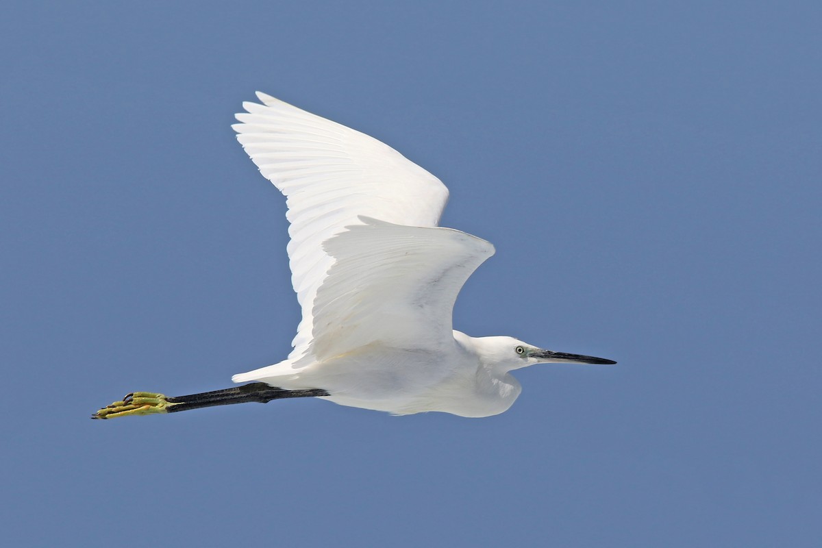 Little Egret - ML91985471