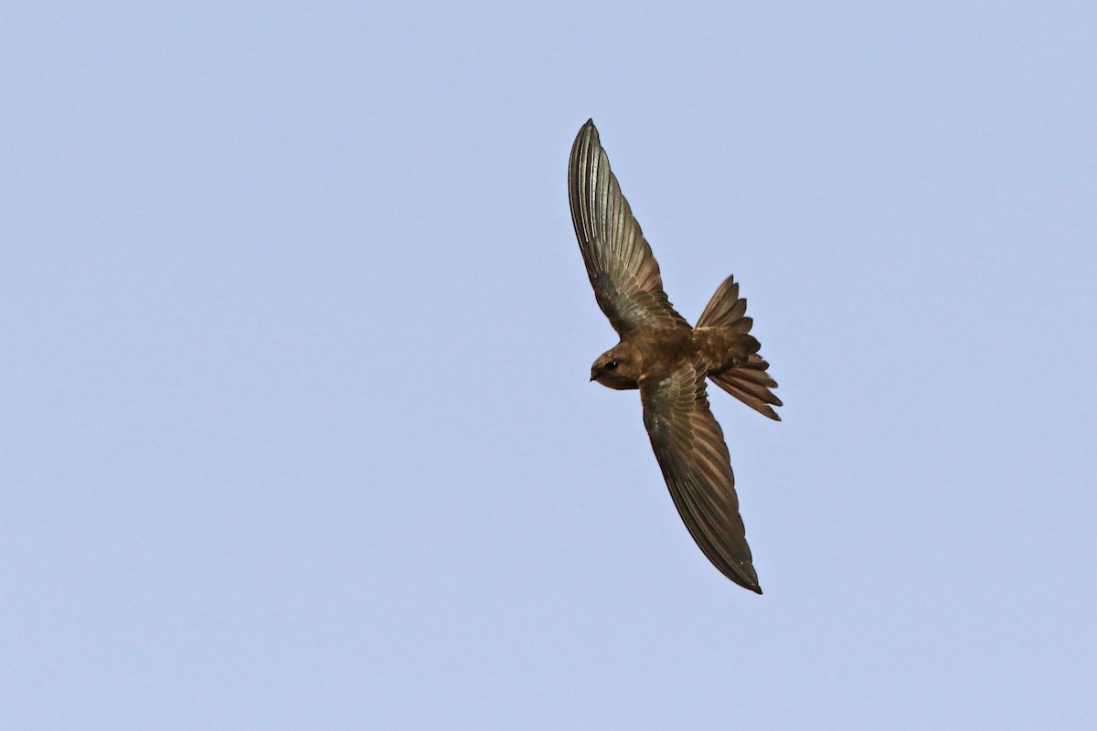 Cape Verde Swift - ML91985701