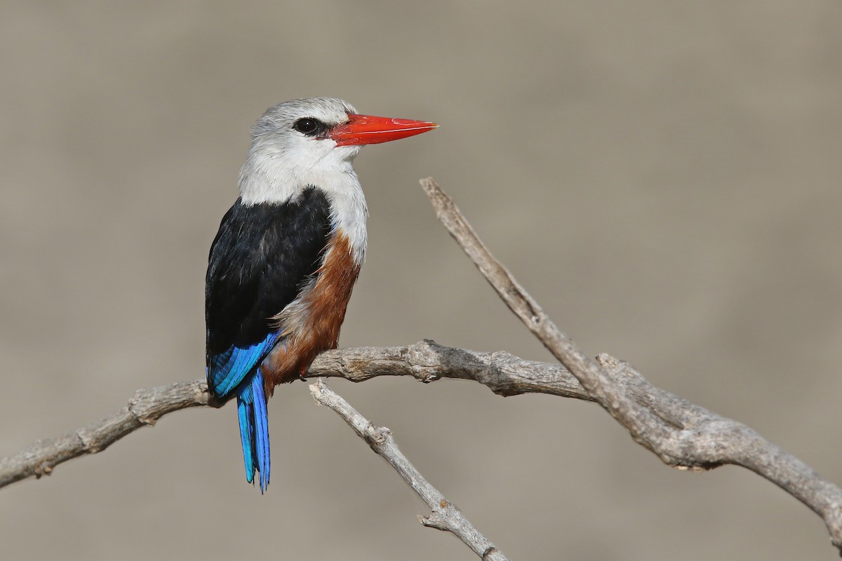 Gray-headed Kingfisher - ML91985711