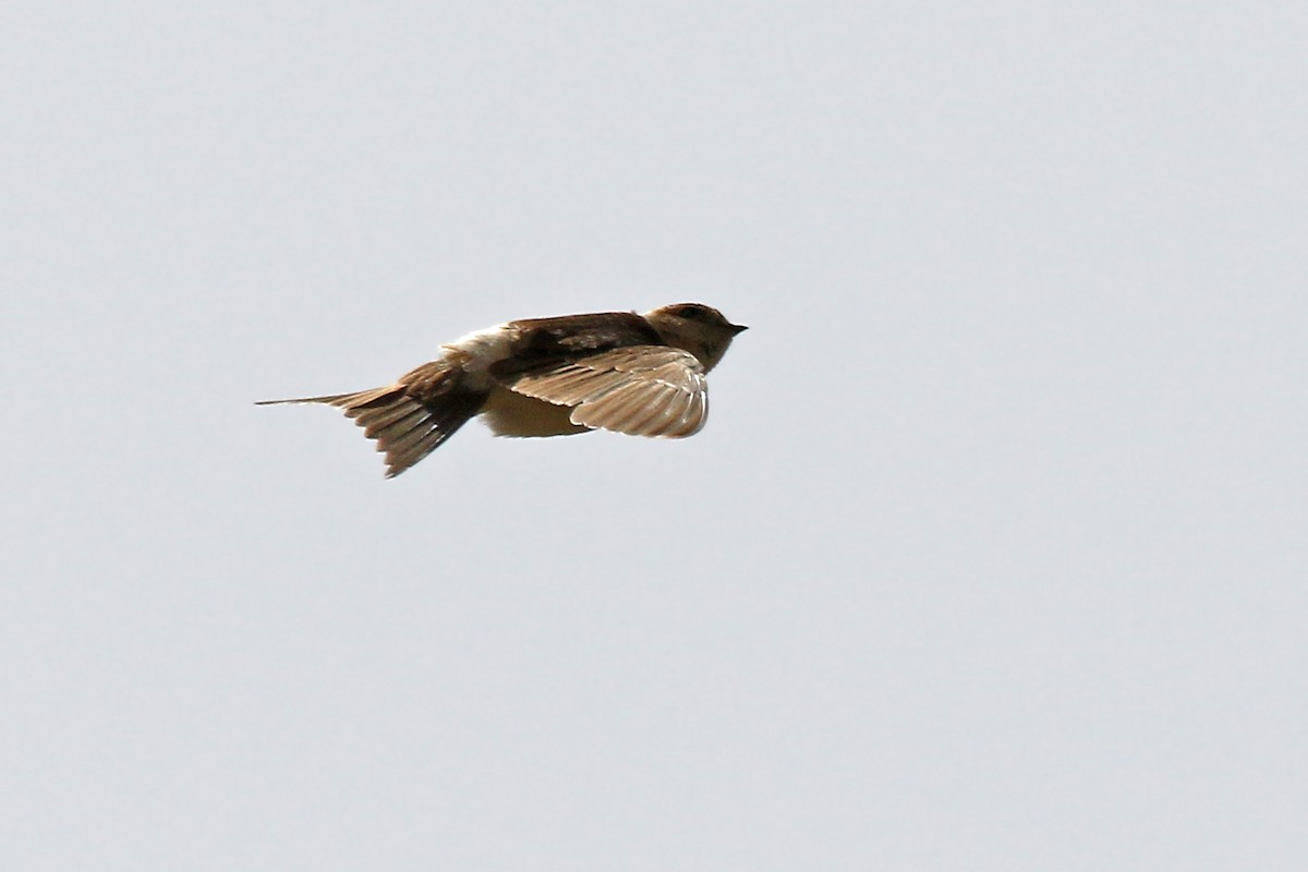 Red-rumped Swallow - ML91985721