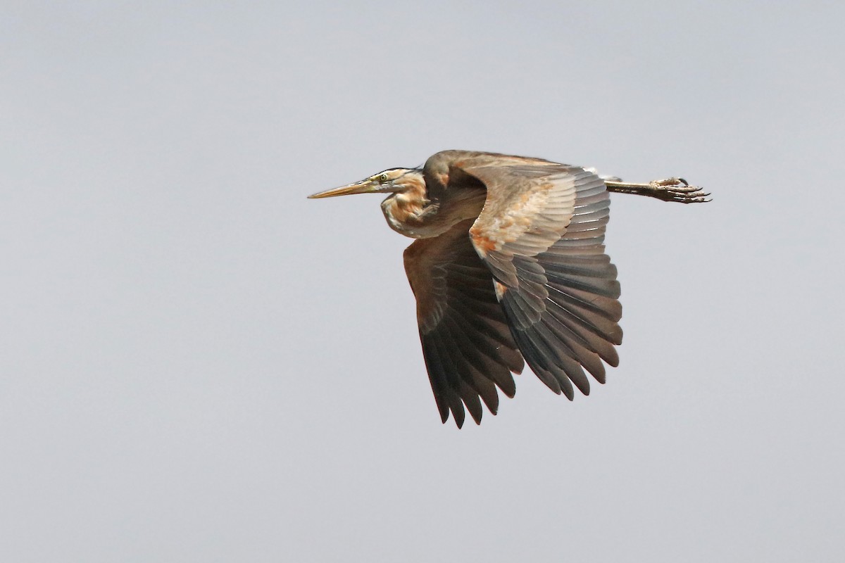 Purple Heron (Bourne's) - Volker Hesse