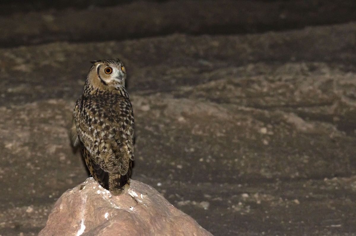 Pharaoh Eagle-Owl - Marky Mutchler