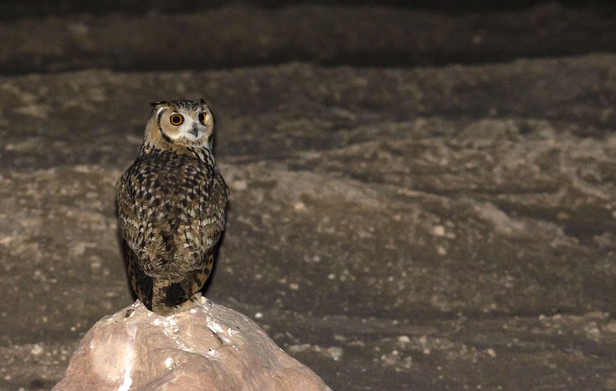 Pharaoh Eagle-Owl - Marky Mutchler