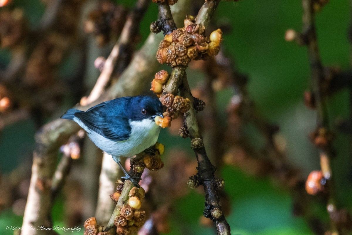 Bicolored Flowerpecker - ML91986621