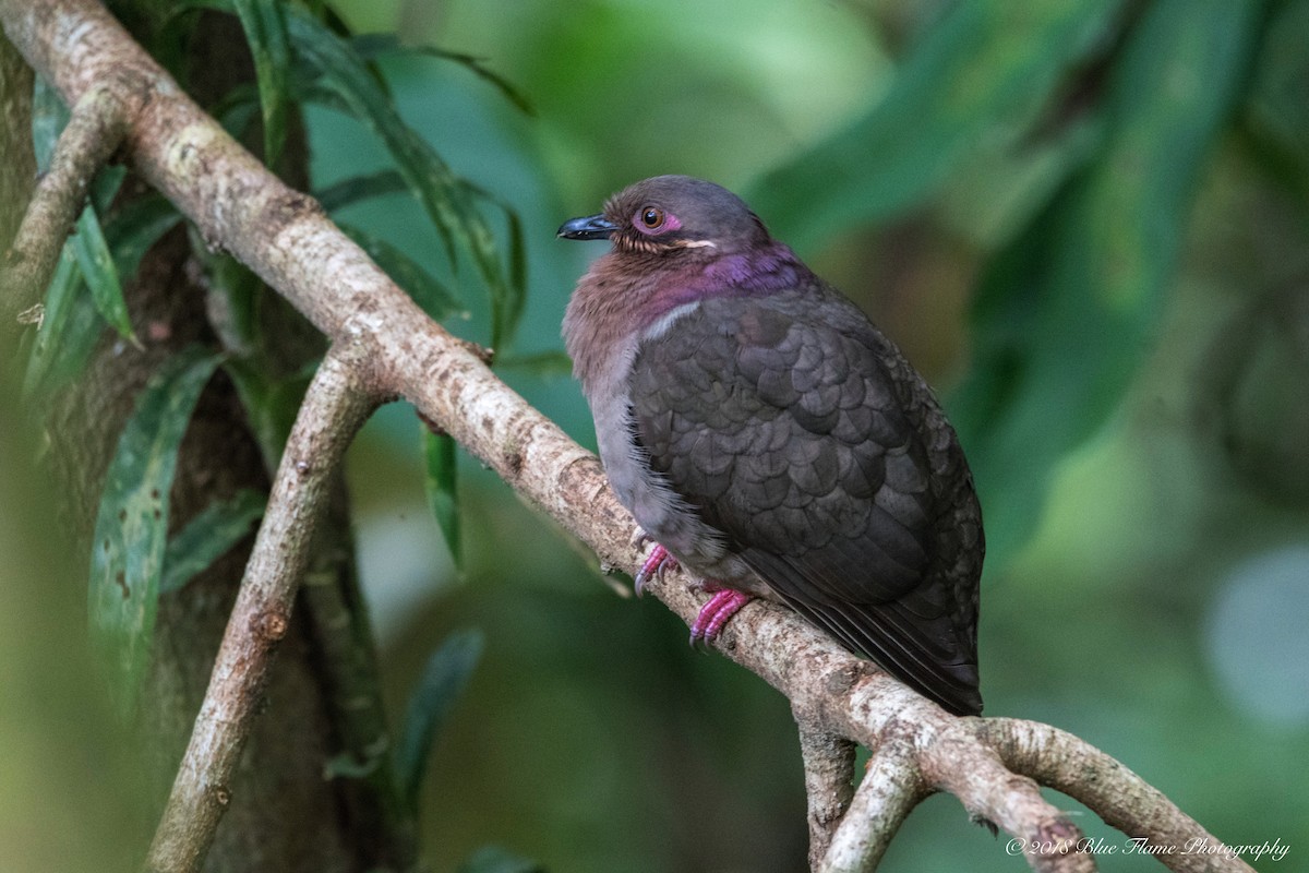 Amethyst Brown-Dove - Rodolfo Quinio