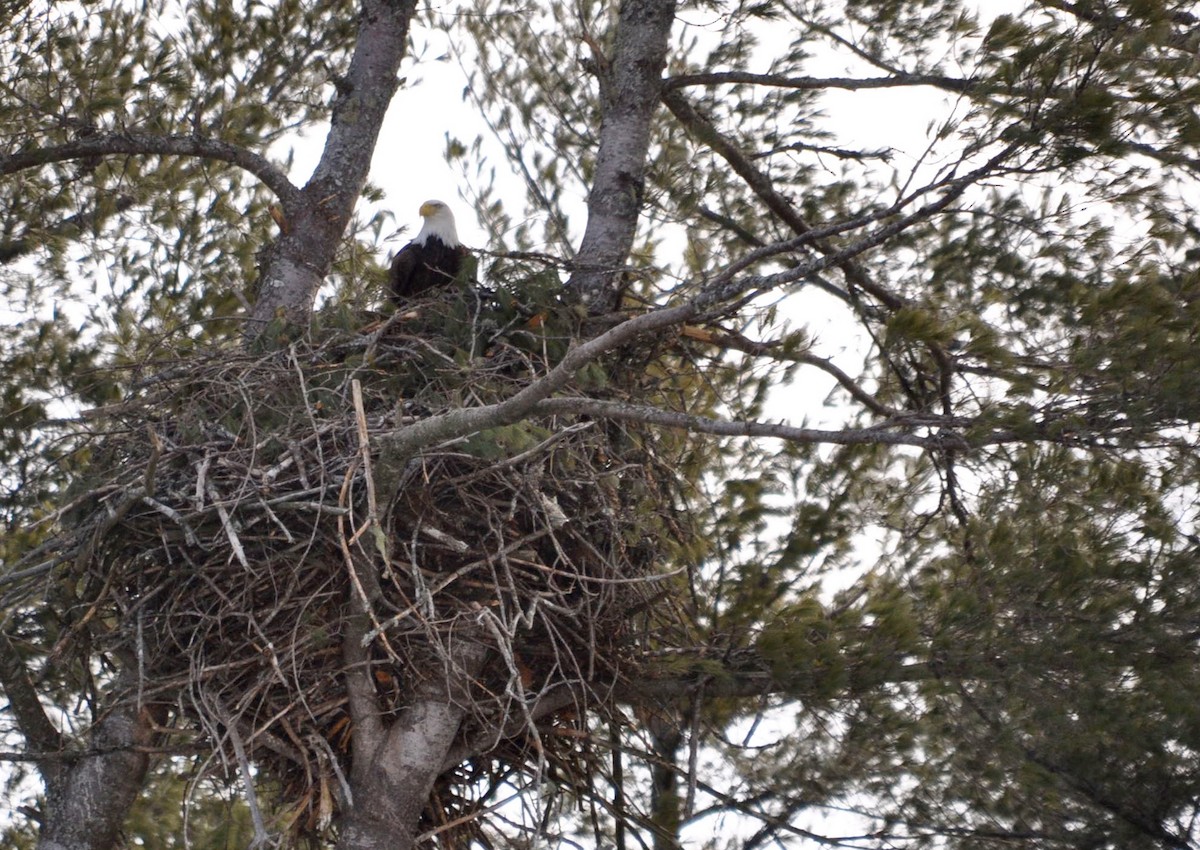 Bald Eagle - ML91988051