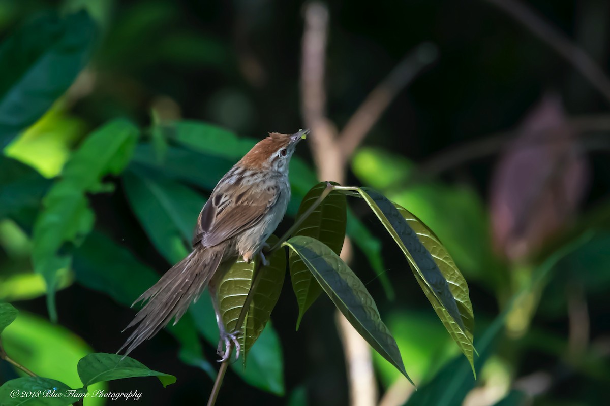 Tawny Grassbird - ML91988911