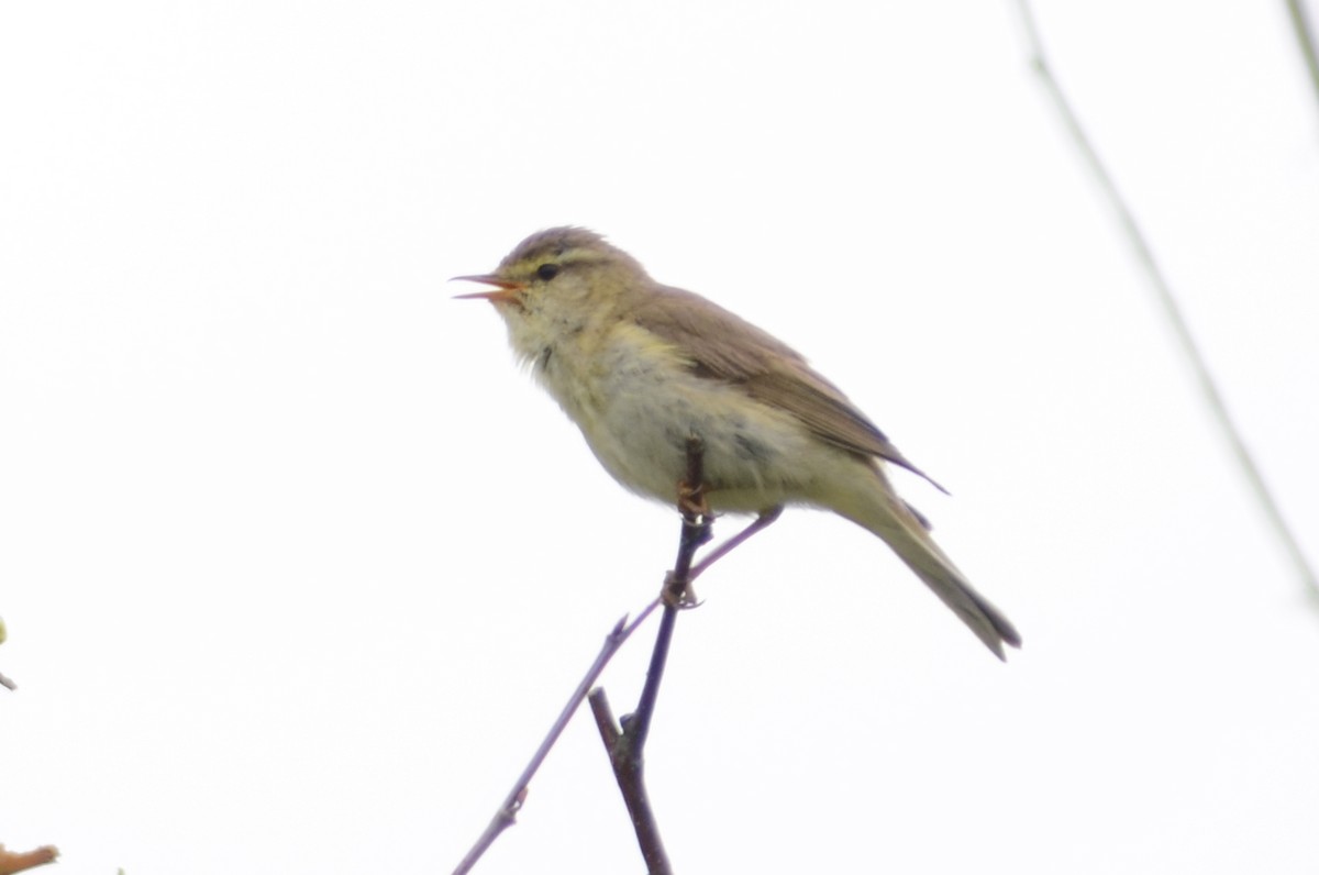 Mosquitero Musical - ML91988961