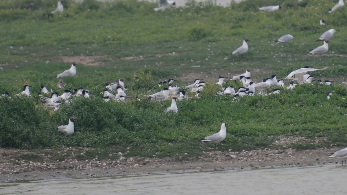 Sandwich Tern - ML91989171