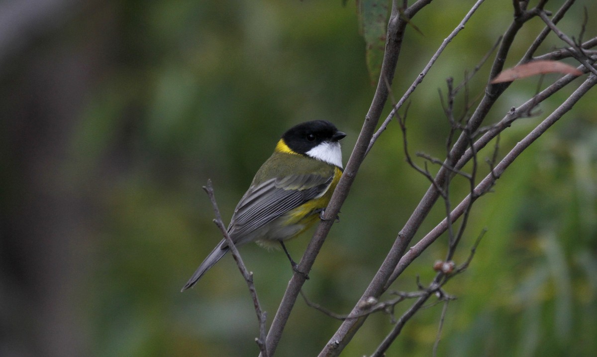 Golden Whistler (Eastern) - ML91990141