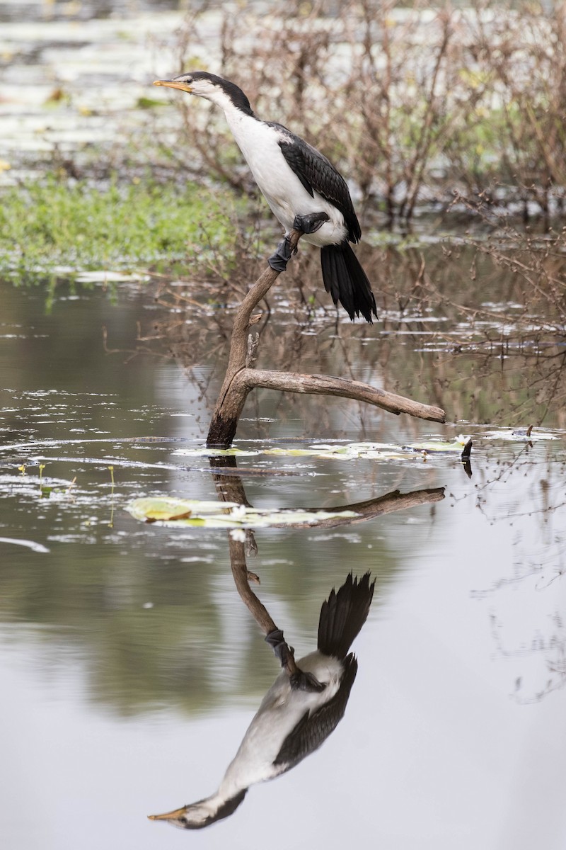 Little Pied Cormorant - ML91990681