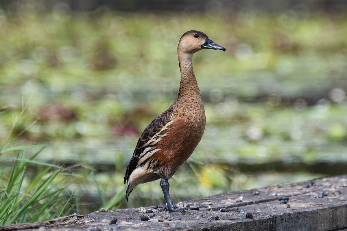 Wandering Whistling-Duck - Terence Alexander