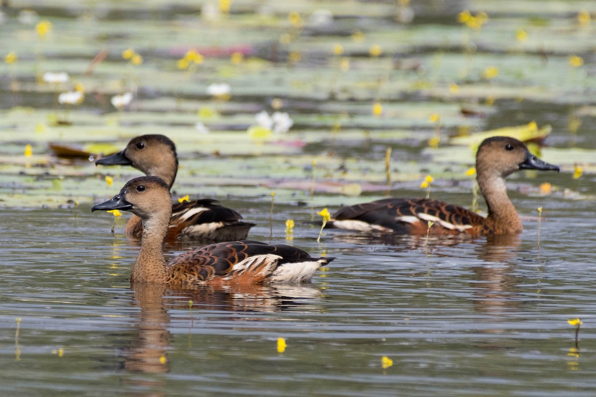 Wandering Whistling-Duck - Terence Alexander
