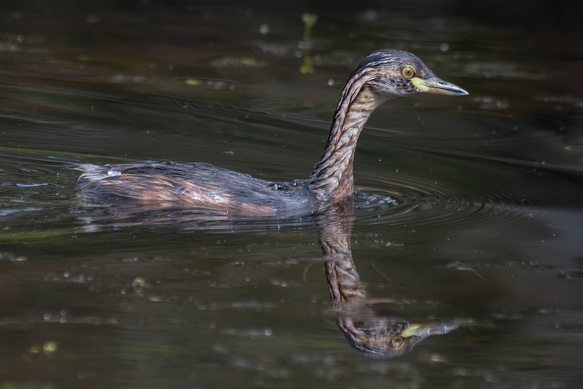 Australasian Grebe - Terence Alexander