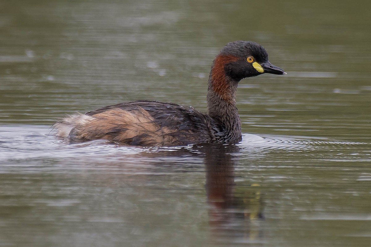 Australasian Grebe - ML91991031