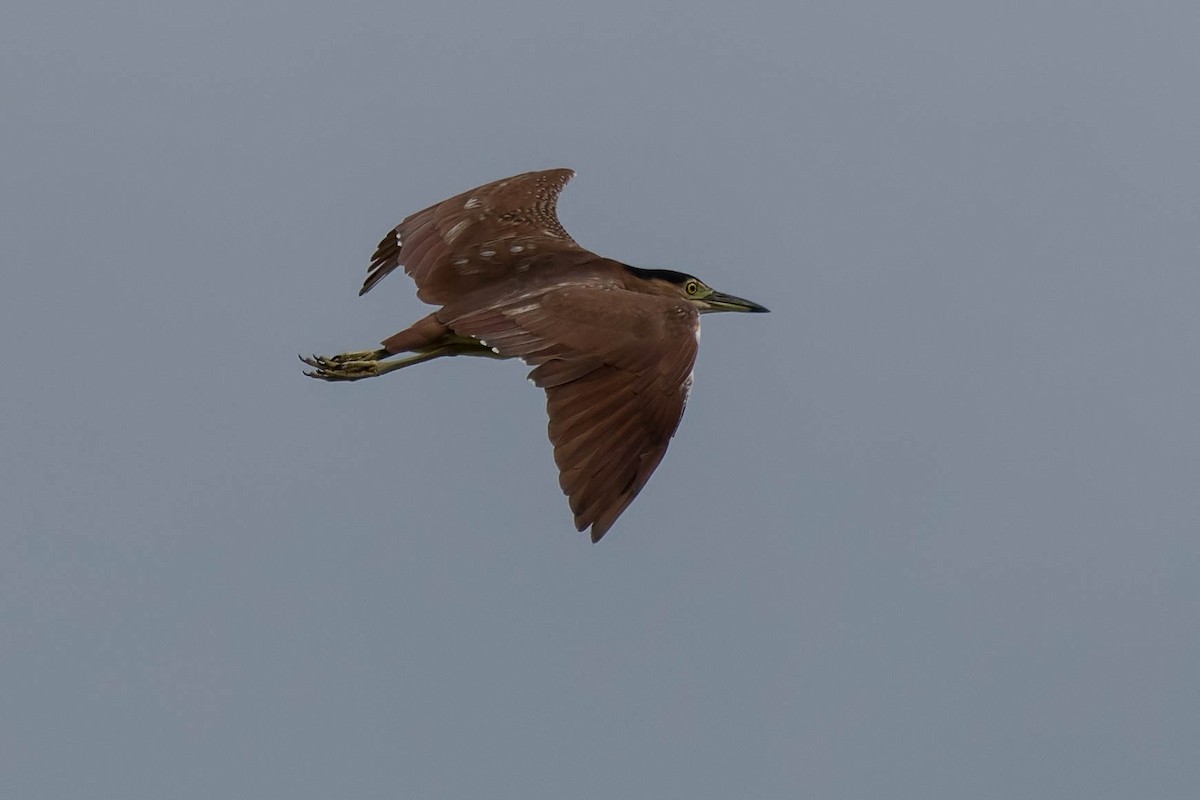 Nankeen Night Heron - ML91991131