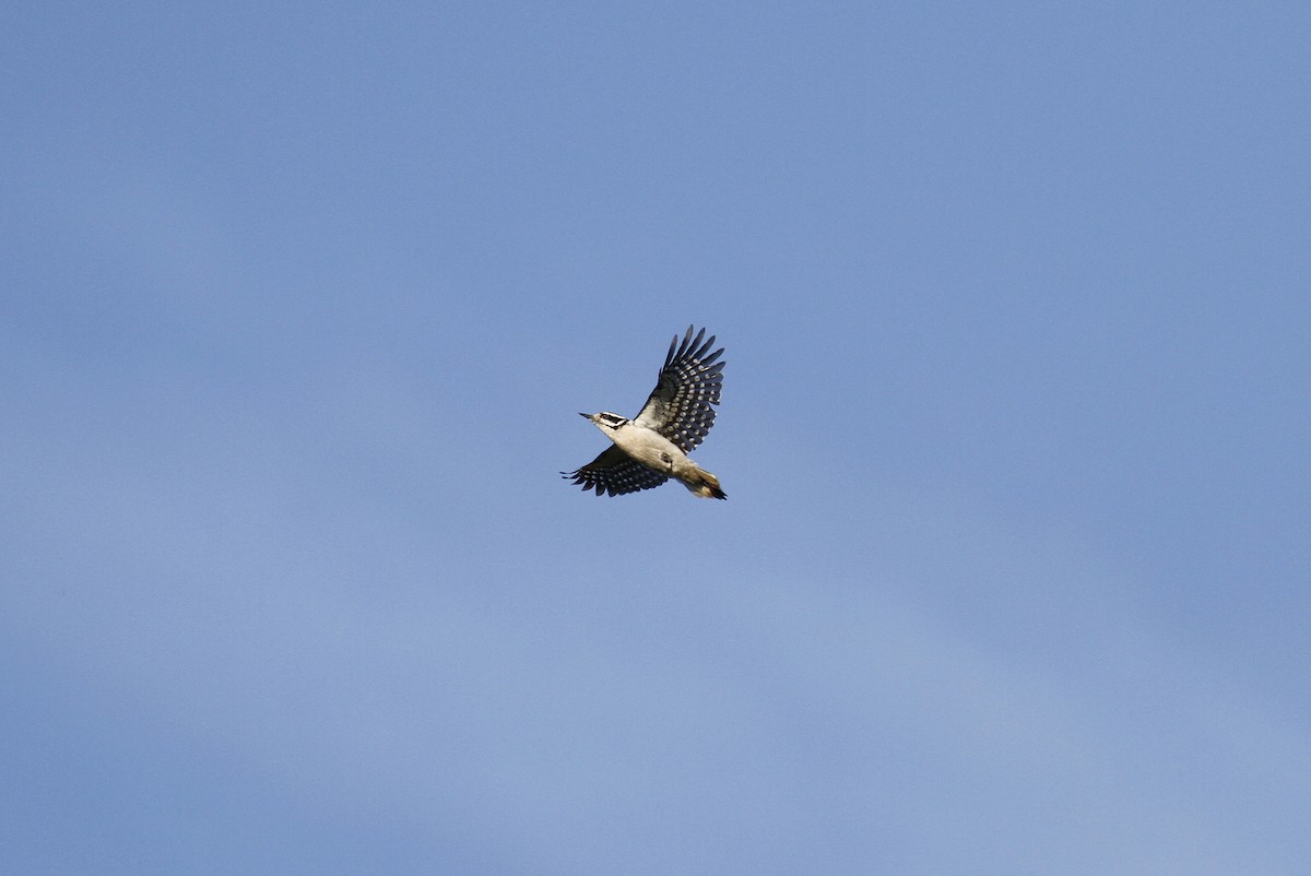 Hairy Woodpecker - ML91991241