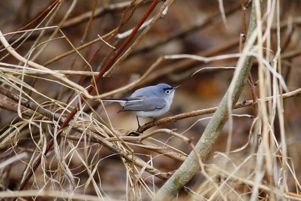 Blue-gray Gnatcatcher - Jim Tarolli