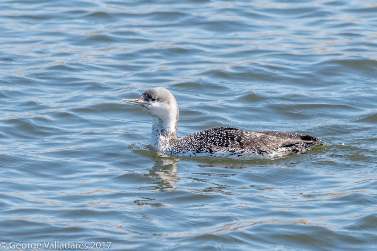 Red-throated Loon - ML91992601