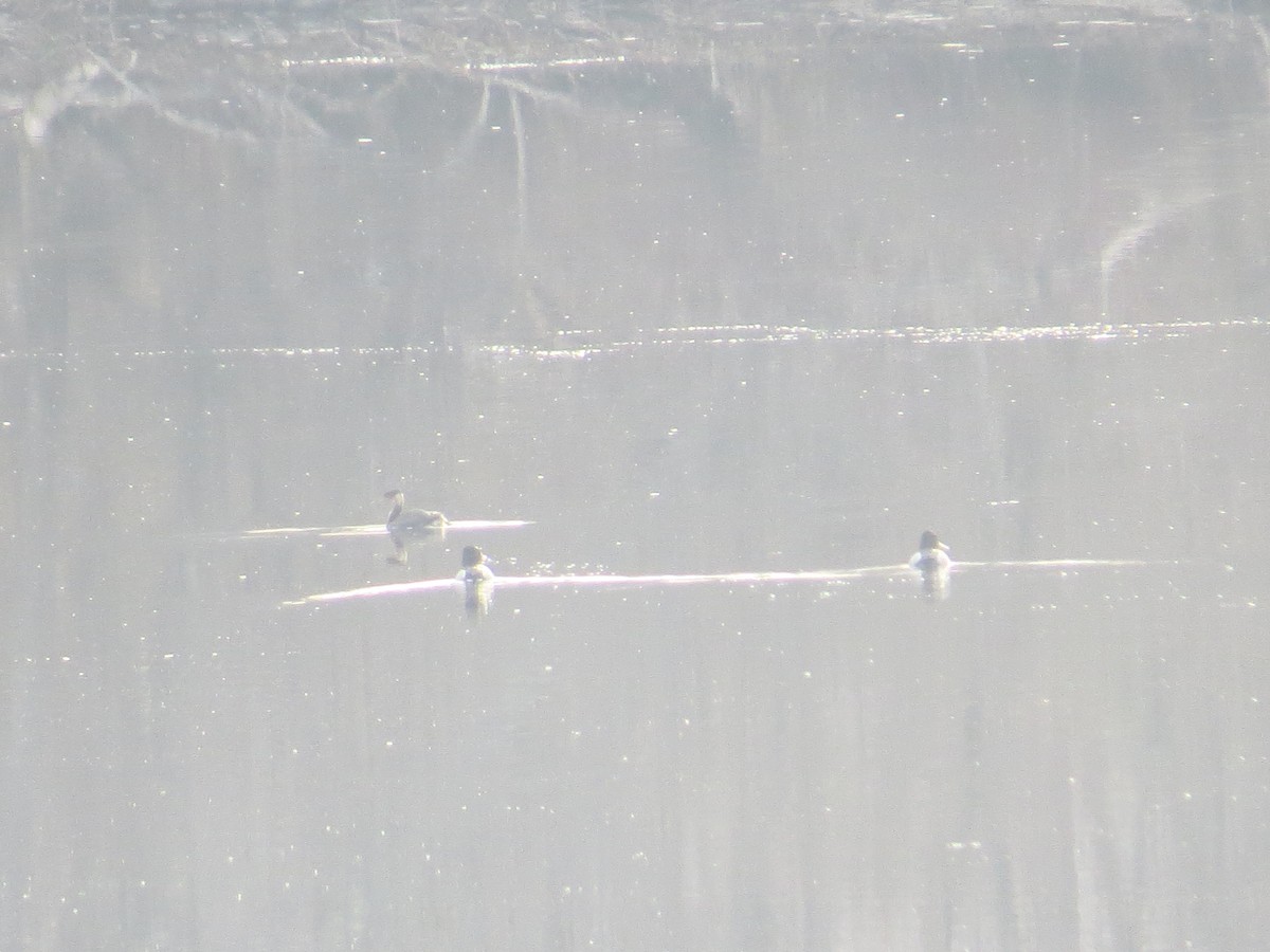 Red-necked Grebe - ML91992791