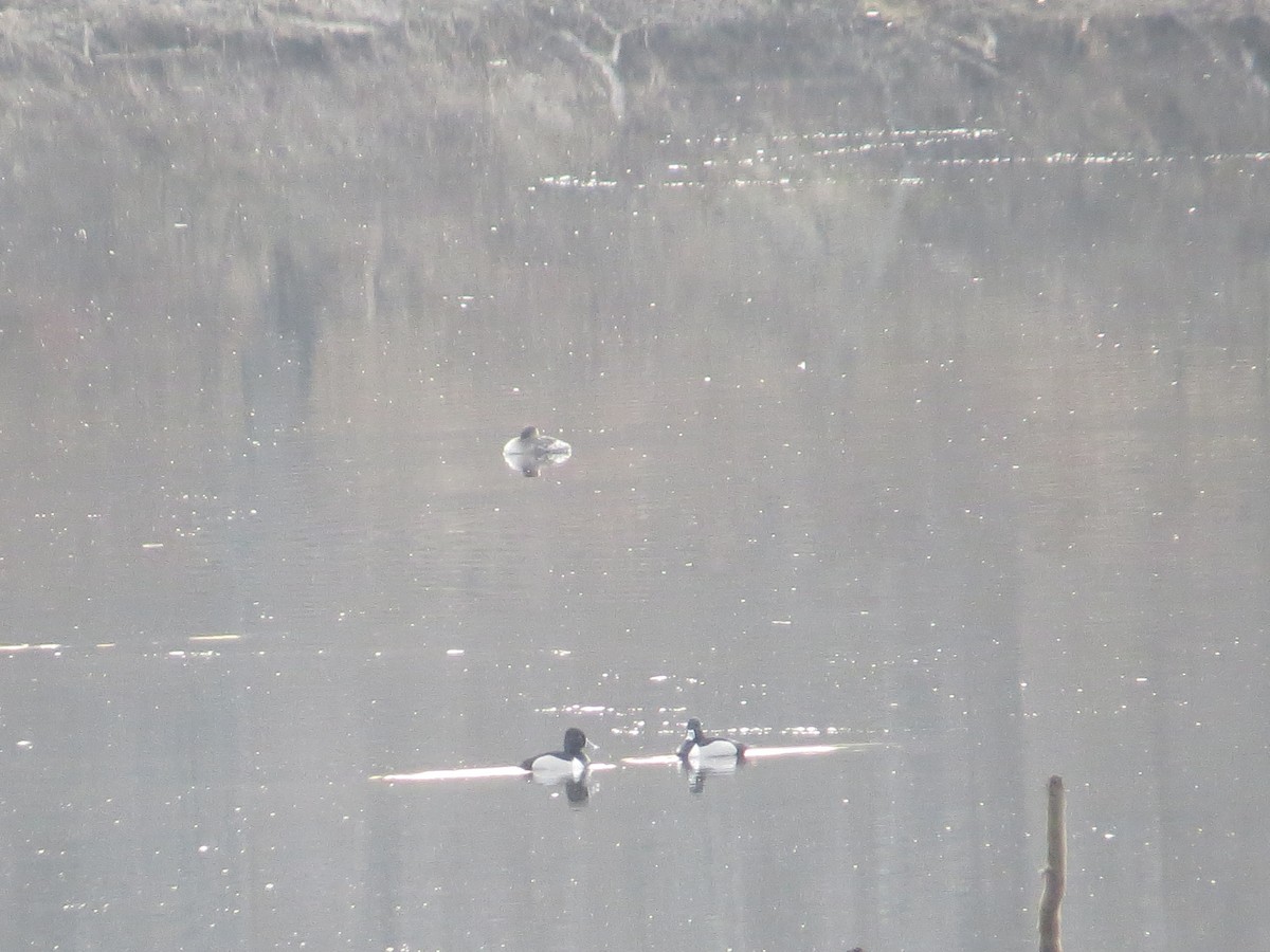 Red-necked Grebe - ML91992801