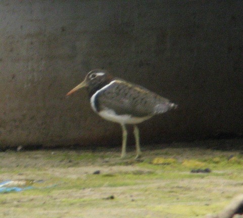 Australian Painted-Snipe - ML91993431