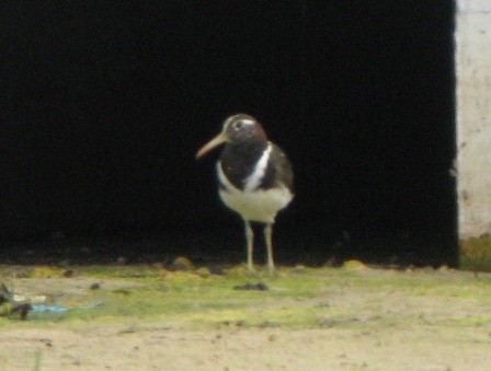 Australian Painted-Snipe - ML91993441