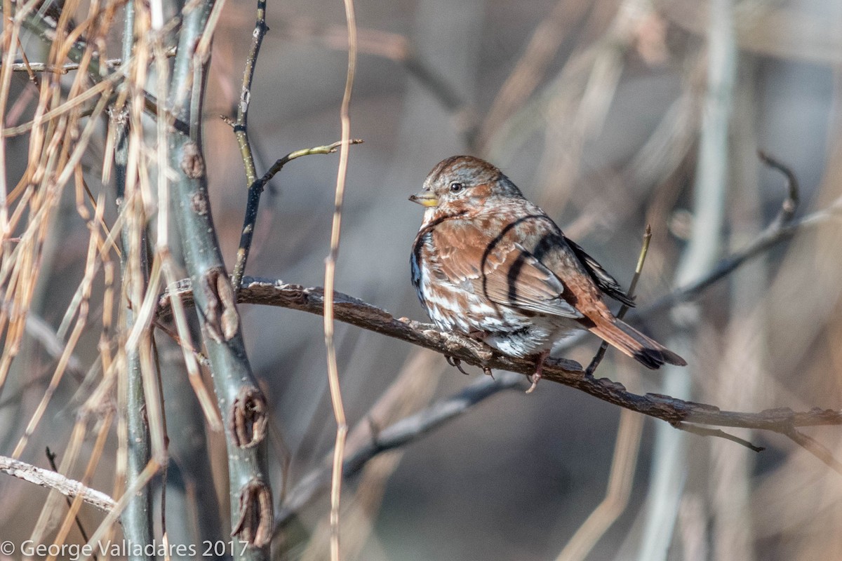 Fox Sparrow - ML91993951