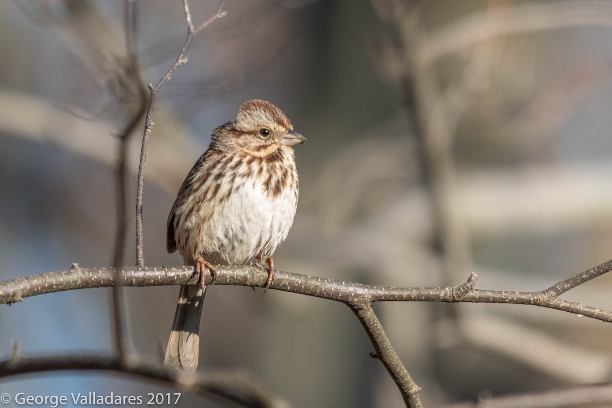 Song Sparrow - ML91994011