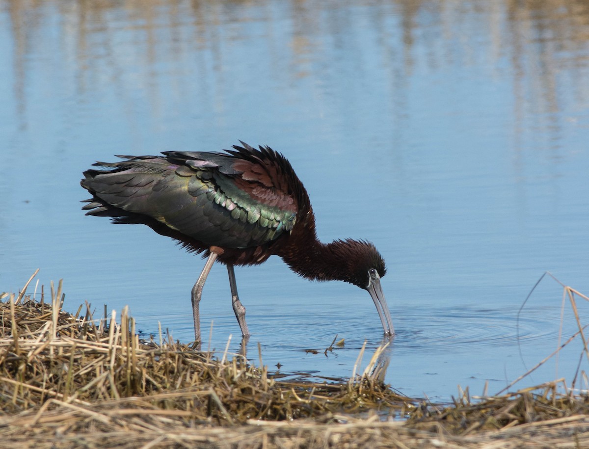 ibis hnědý - ML91996831